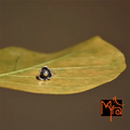 Three Petal Oxidised Nosepin
