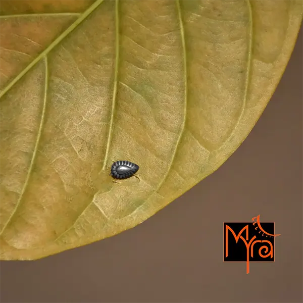 Small Teardrop Nosepin
